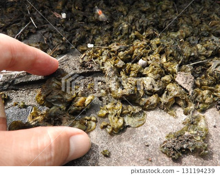 Star jelly, a terrestrial cyanobacterium with strong vitality and reproductive power Star jelly, a terrestrial cyanobacterium with strong vitality and reproductive power 131194239