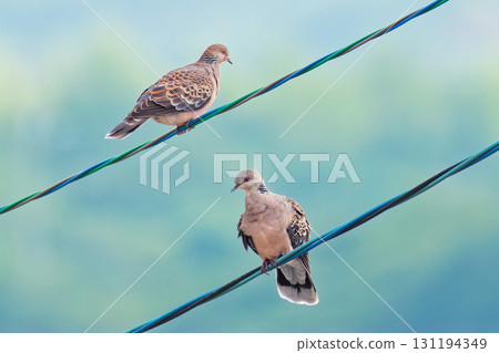 Two Oriental Turtle Doves perched on a power line Two Oriental Turtle Doves perched on a power line 131194349