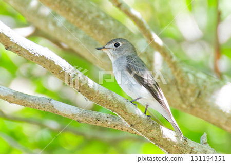 Brown flycatcher staying on a branch 131194351