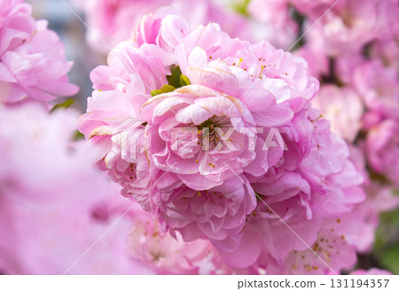 Lush branches of a blossoming Sakura tree, pink double flowers of Japanese cherry on blurred background. Spring floral background. 131194357