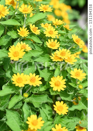 在高崎市希望山農場拍攝的黑花牡丹 在高崎市希望山農場拍攝的黑花牡丹 131194358