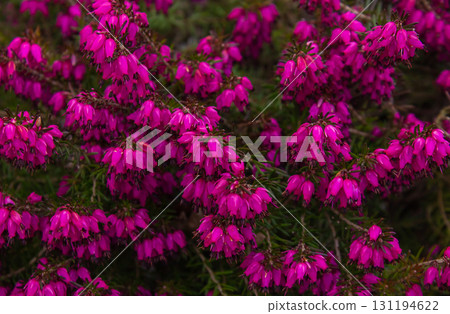 Beautiful evergreen Purple Erica carnea (spring alpine heath) Flowers. Flowering Erica carnea pink plant background closeup with selective focus. Beautiful evergreen Purple Erica carnea (spring alpine heath) Flowers. Flowering Erica carnea pink plant background closeup with selective focus. 131194622