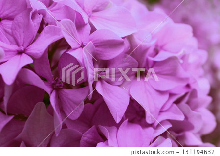 Hydrangea, soft focus, noise added. Beautiful flowers. Beauty in nature. Hydrangea macrophylla - Beautiful bush of hydrangea flowers in a flowers market 131194632