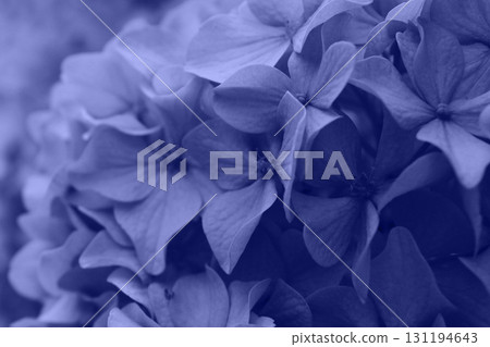 Beautiful blue hydrangea or hortensia flower close up. Artistic natural background. flower in bloom in spring 131194643