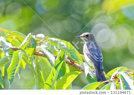 秋天的西伯利亞霸鶲 131194671