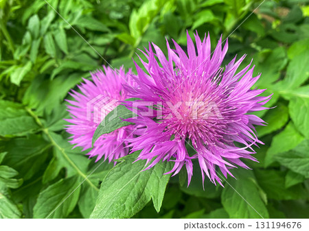 Close up Purple Flower of Persian cornflower (Psephellus dealbatus, syn. Centaurea dealbata) plant close-up in summer garden. 131194676