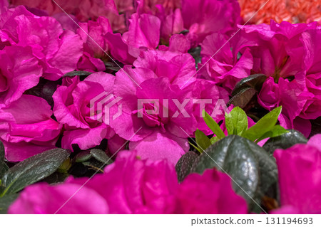 Purple Rhododendron blossoms close up. Nature floral pink background. Purple Azalea flowers in spring. Seasonal spring wallpaper. Festive design 131194693