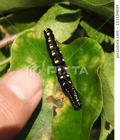 The larvae of the small starling moth attached to the leaves of the food plant, Aotsuzurafuji. 131194694