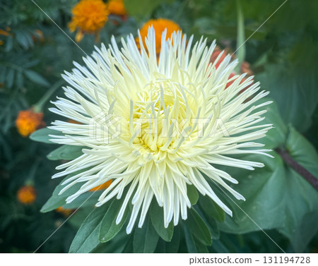 Beautiful white needle-shaped Aster against a background of dark green leaves in a summer garden. Beautiful white needle-shaped Aster against a background of dark green leaves in a summer garden. 131194728
