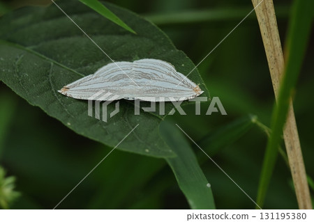 Living creatures, insects, silver swallowtail moth, a small moth with a wingspan of just under 3cm. It has a complex grey line pattern on a white background, and the tips of its wings are pale orange. Living creatures, insects, silver swallowtail moth, a small moth with a wingspan of just under 3cm. It has a complex grey line pattern on a white background, and the tips of its wings are pale orange. 131195380