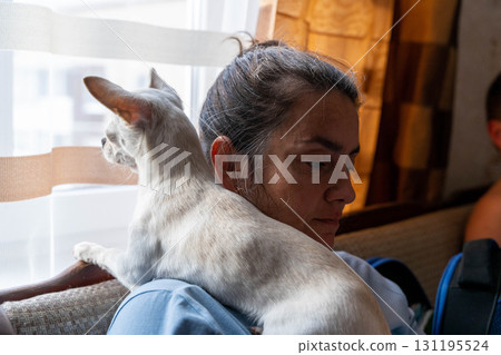 Woman and chihuahua dog observing from window Woman and chihuahua dog observing from window 131195524