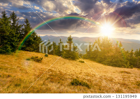 fir trees on a meadow down the hill to coniferous forest in mountains at sunset. highland landscape under cloudy sky in early autumn in evening light 131195949