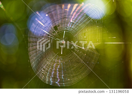Spider web shining in the morning sun 131196058
