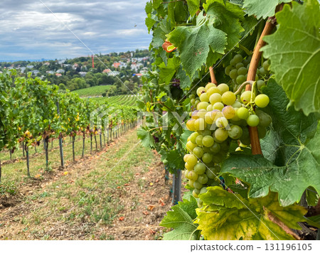 Traditional vineyards in Austria in autumn, grapes growing in the hills of Vienna. 131196105