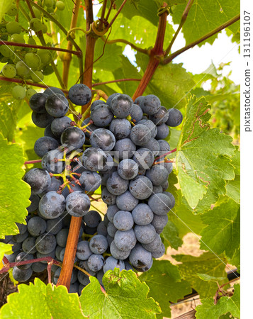 Ripe Vineyard Grapes Ready for Harvest Close-Up 131196107