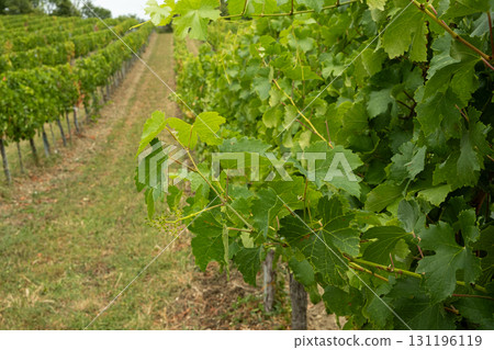 Beautiful European vineyard landscape with green vines, ripe grapes and rolling countryside hills Beautiful European vineyard landscape with green vines, ripe grapes and rolling countryside hills 131196119