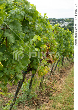 Vineyards in Austria in September, harvest, winery Vineyards in Austria in September, harvest, winery 131196123