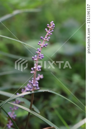 Purple lily of the valley flowers blooming in an autumn garden 131196157