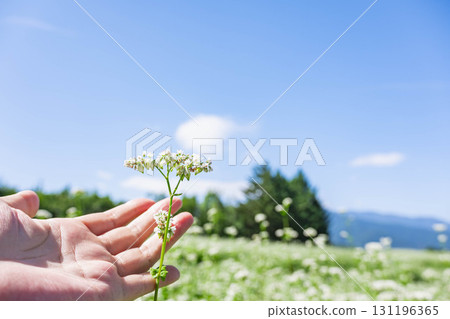 山形村的白蕎麥花 山形村的白蕎麥花 131196365