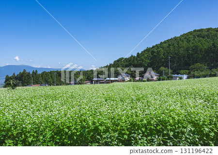 Buckwheat fields Karasawa buckwheat village 131196422