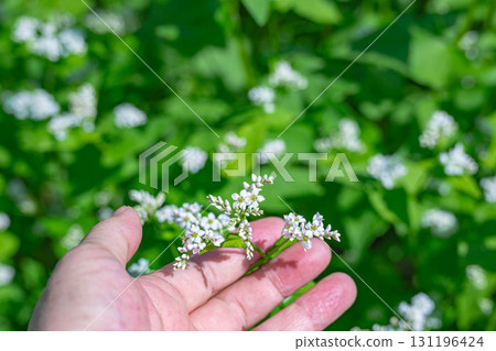 可愛的白色蕎麥花 131196424