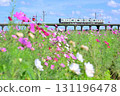 JR Kashima Line E131 series train passing through a cosmos field 131196478