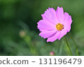 Pink cosmos flowers blooming in autumn field 131196479