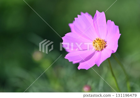 Pink cosmos flowers blooming in autumn field 131196479