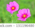 Dark pink cosmos 131196480