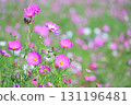 Pink cosmos blooming in the autumn flower cosmos field 131196481