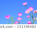 Cosmos shining in the autumn sky 131196482