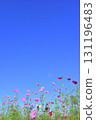 Cosmos blooming in the autumn sky 131196483