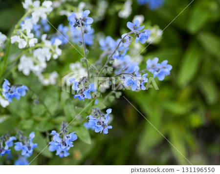 勿忘我風景 131196550