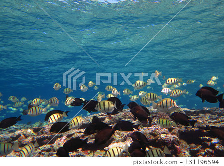 A school of tangs gathers on a coral reef A school of tangs gathers on a coral reef 131196594