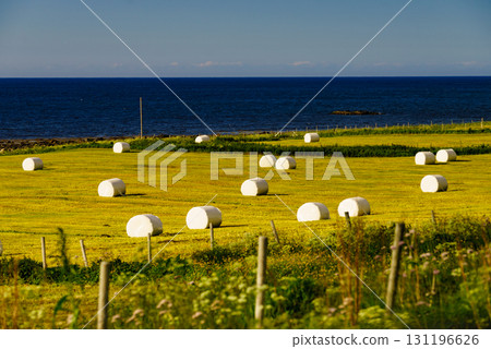 Bale of hay wrapped in plastic foil, Norway 131196626