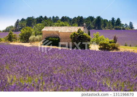 Lavender field and chapel at Entrevennes village, France 131196670
