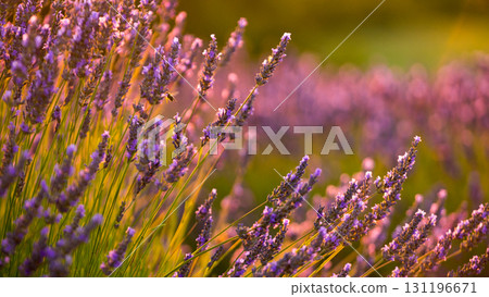 Lavender field at sunset light 131196671