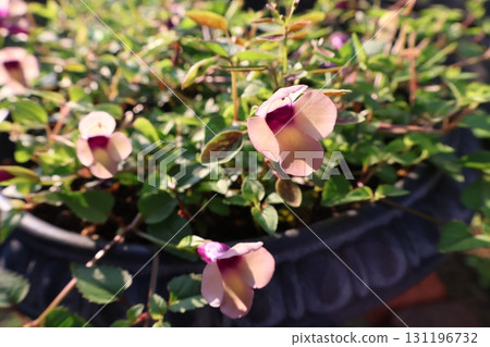 扦插繁殖的藍豬耳 扦插繁殖的藍豬耳 131196732