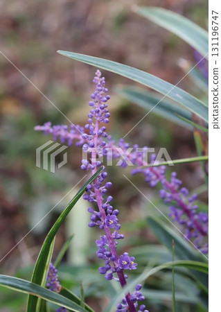 秋季花園中盛開的紫色鈴蘭花穗 131196747