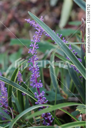 Purple lily of the valley flower spikes blooming in an autumn garden 131196752