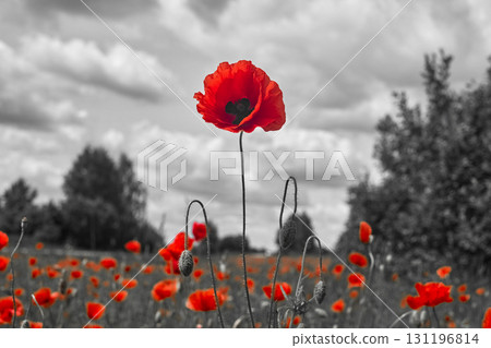 Remembrance day poppy. Red poppies in a poppies field with desaturated background Remembrance day poppy. Red poppies in a poppies field with desaturated background 131196814