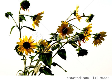 Sun Flower  131196868