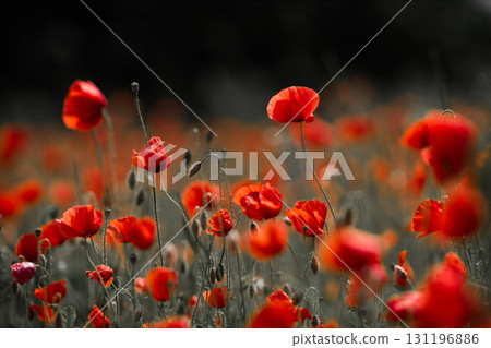 Red poppies in a poppies field. Remembrance or armistice day. 131196886