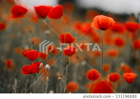 Red poppies in a poppies field. Remembrance or armistice day. 131196888