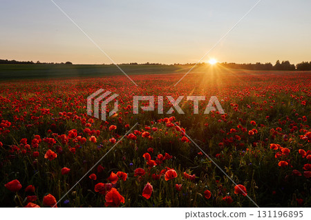 Sunset Over Poppy Field A vibrant field of red poppies under a golden sunset sky. 131196895