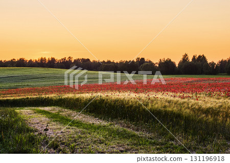Serene Sunset Field. A tranquil landscape of a grassy field with red poppies 131196918