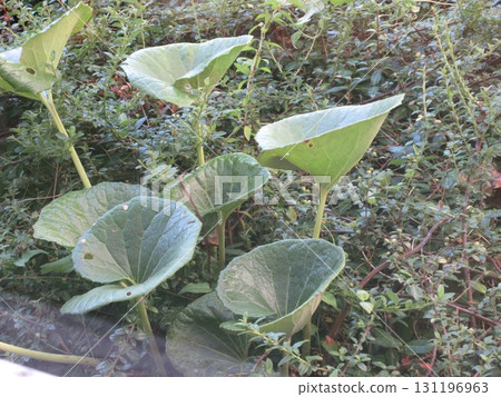 Lush Japanese silverleaf 131196963