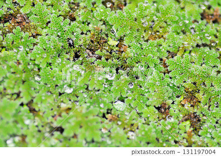 Azolla Microphylla, Azolla Nilotica or Azolla Anabaena or Water fern or Azolla filiculoides or water lettuce ,stemless water plant or duckweed Azolla Microphylla, Azolla Nilotica or Azolla Anabaena or Water fern or Azolla filiculoides or water lettuce ,stemless water plant or duckweed 131197004