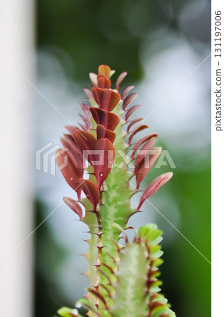 Euphorbia or Euphorbia mayurnathanii ,Euphorbia lactea or Euphorbia lacei Craib Euphorbia or Euphorbia mayurnathanii ,Euphorbia lactea or Euphorbia lacei Craib 131197006