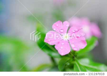 Catharanthus roseus G Don ,APOCYNACEAE or Madagascar periwinkle or Vinca or Old maidand rain droplet 131197010